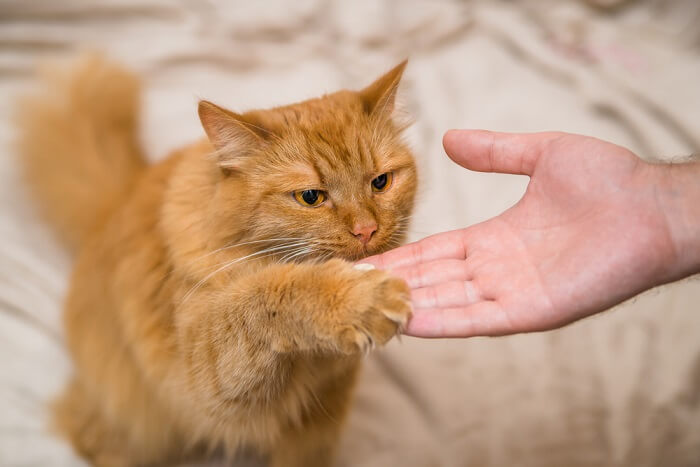 Gato em sessão de treinamento com um humano