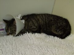 cat with collar after surgery