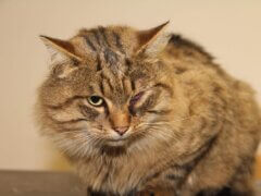 cat with eye problem