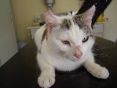 cat with skin disease