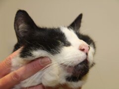 cat with skin problem in the chin