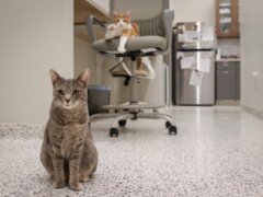cats in the clinic