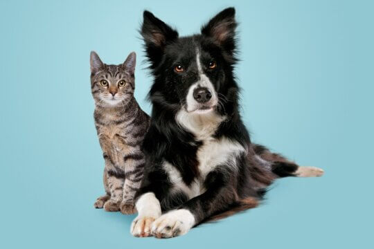 s gatos são mais inteligentes que os cães? Os cientistas finalmente revelam a resposta