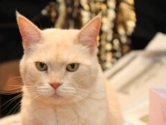 clean looking cat