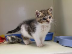 cute kitten