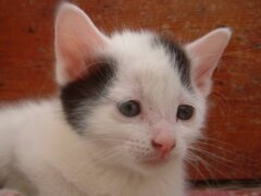 cute white kitten