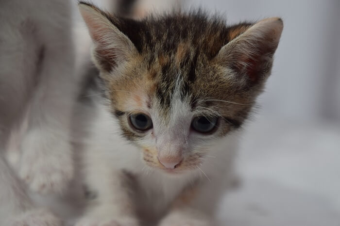 um gato olhando para a câmera