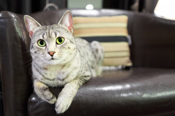 Egyptian Mau