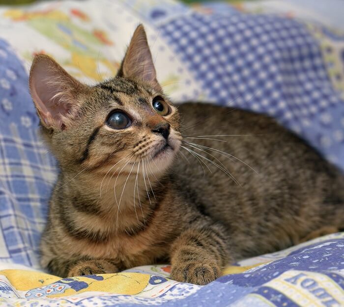 Gatinho com olho vidrado