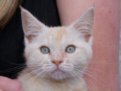 kitten whisker