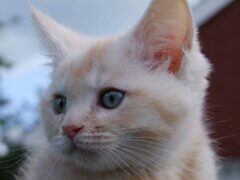 kitten with blue eyes looking away
