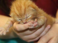 newborn kitten orange