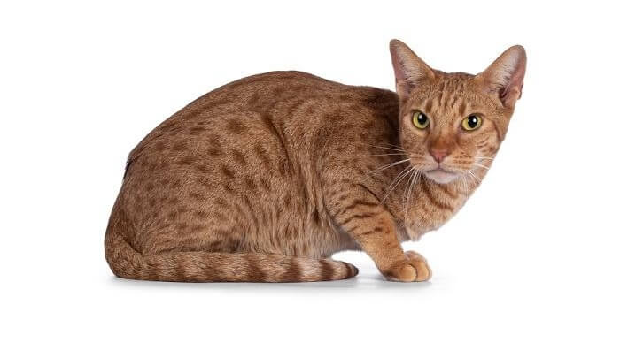 orange-Ocicat-