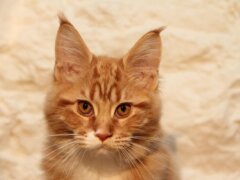 orange-cat-