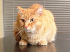 orange cat in the table