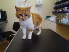 orange cat in vet clinic table