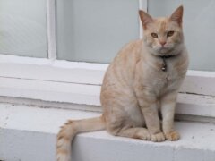 orange cat wil collar sitting by the window