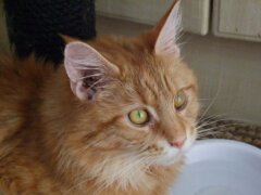 orange cat with orange eyes