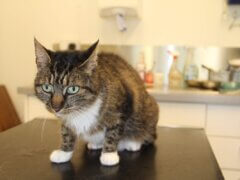 sad looking tabby cat in the table