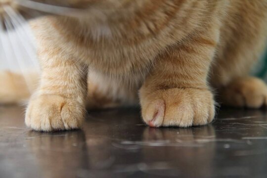 Como Tratar um Gato com a Pata Inchada