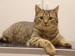 tabby cat