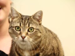 tabby cat holding by vet