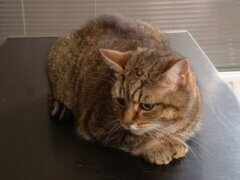 tabby cat in pain