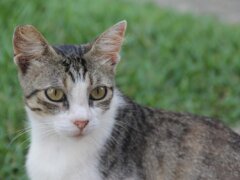 tabby cat playing in the grass
