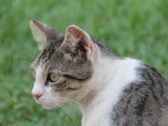 tabby cat playing in the grass