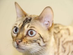 tabby cat with blue eyes