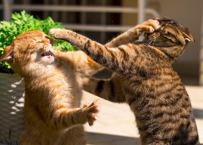 Dois gatos malhados travaram uma briga divertida.