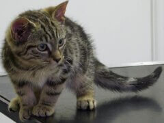 tabby kitten