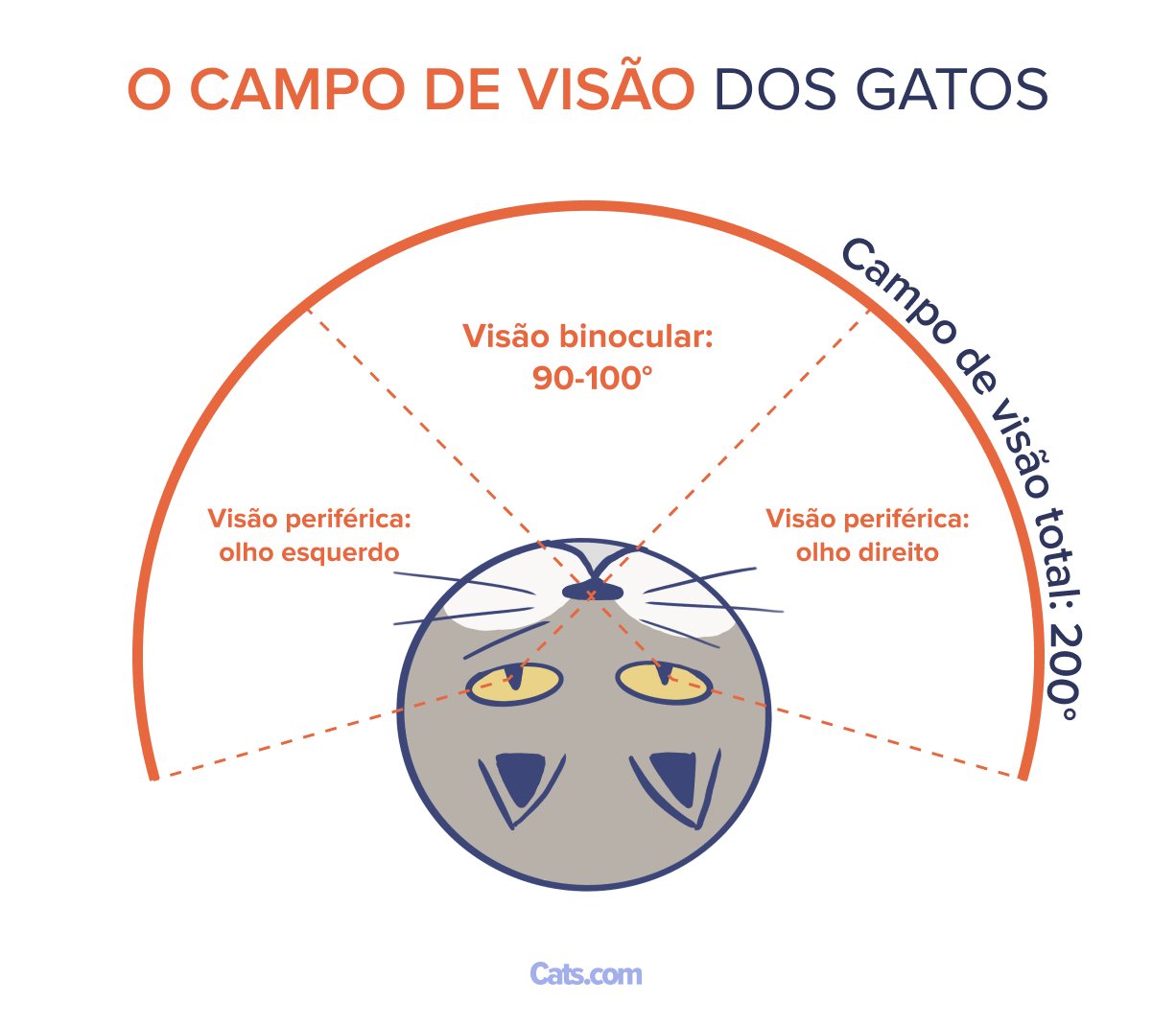 Campo de visão