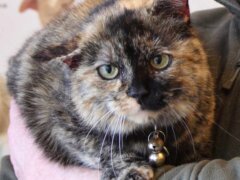 tortie cat with collar
