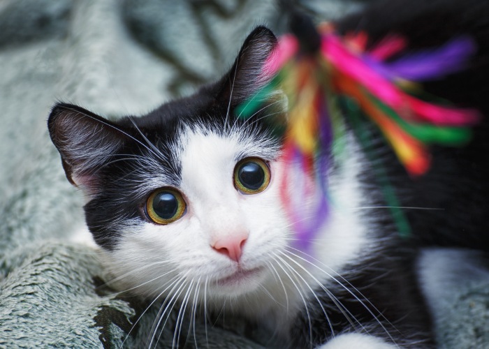 tuxedo-cat-playing