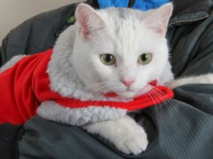 white cat