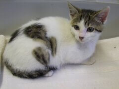 white tabby kitten