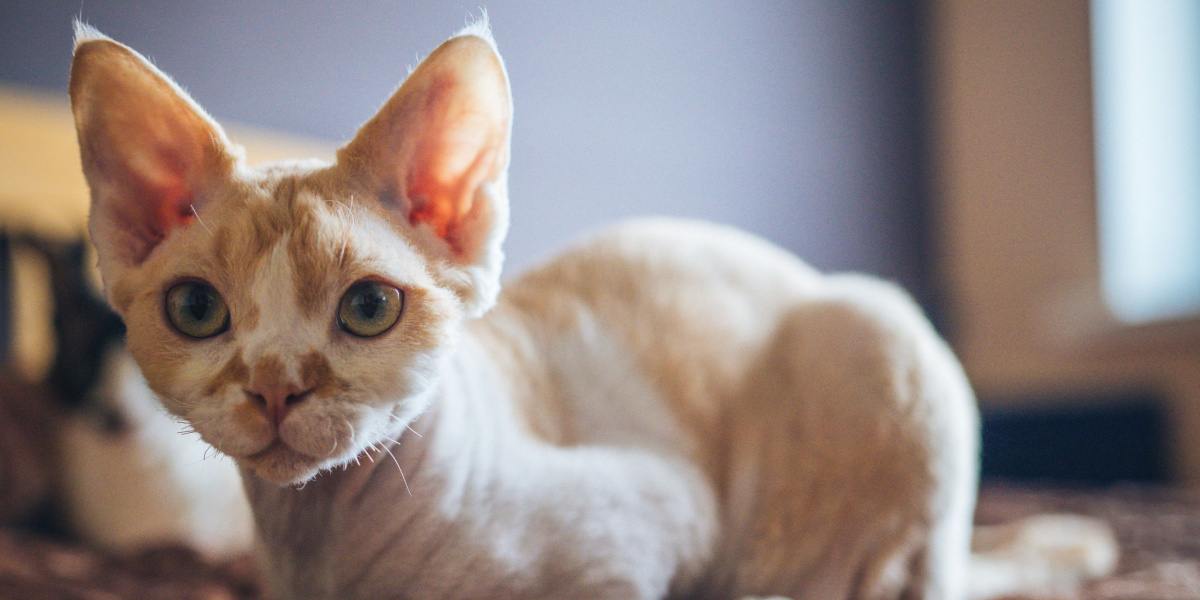 devon rex