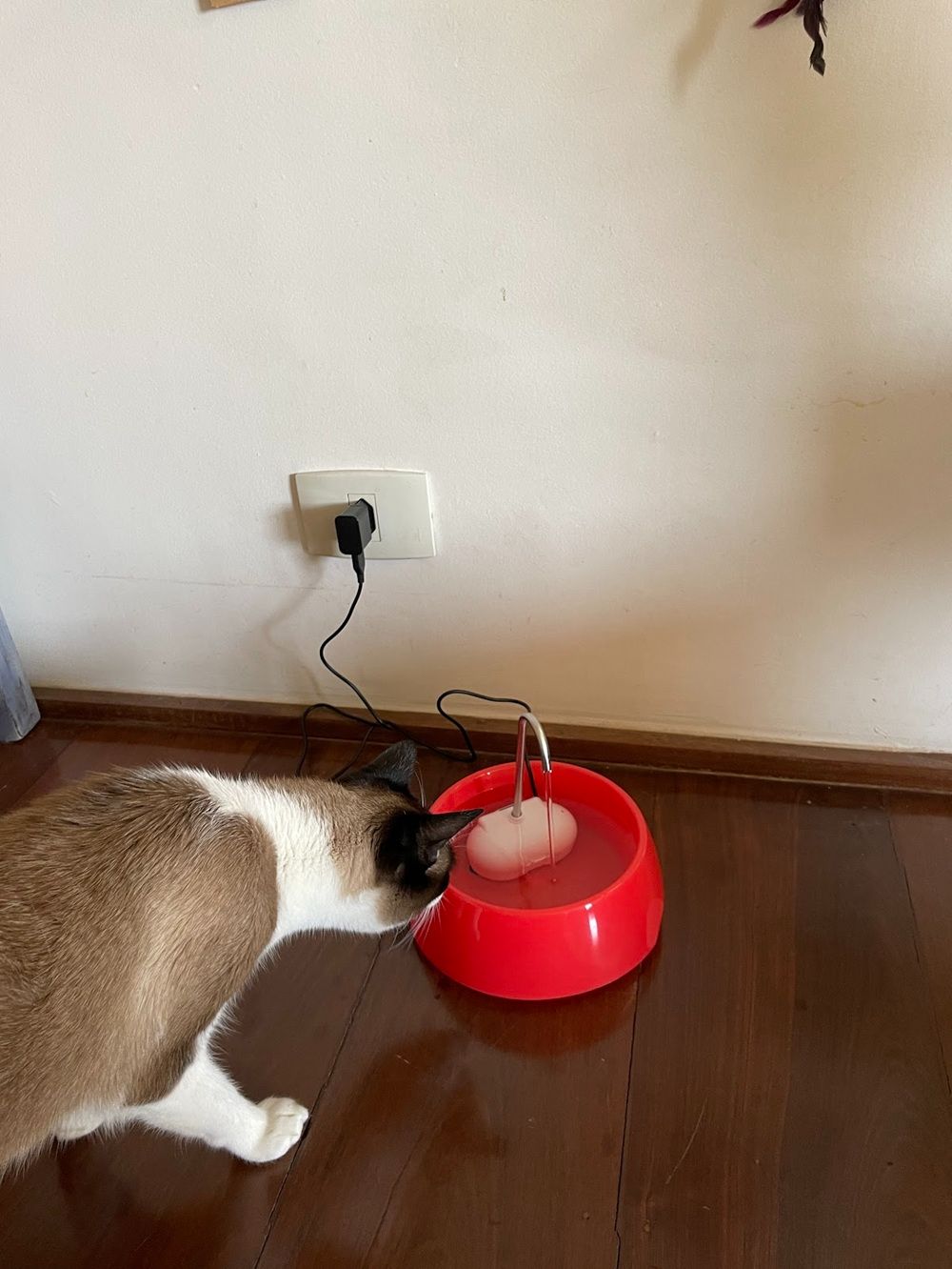 Fonte Bebedouro Amicus Aqua Mini Bivolt Vermelha