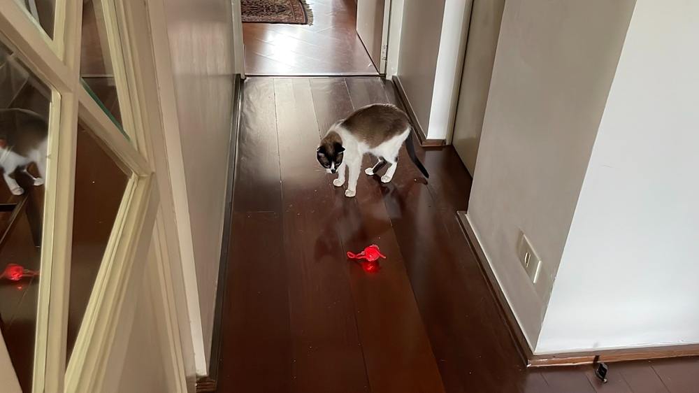 Bolinha Inteligente Giratória Automática Rolamento Gatos Pet