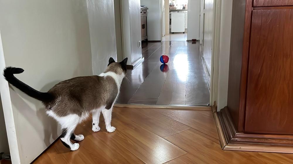 Brinquedo Interativo Pet Games Petball