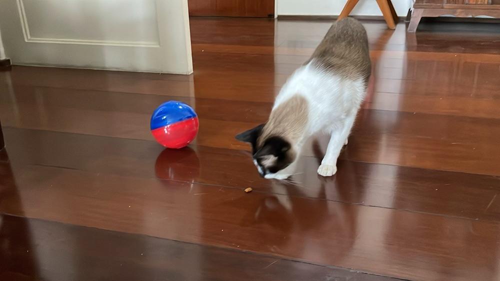 Brinquedo Interativo Pet Games Petball